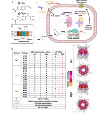 Table Microphone Stand