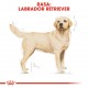 ROYAL CANIN Labrador Adult - dry dog food - 12 kg