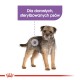 Royal Canin CCN MINI STERILISED - dry food for adult dogs - 3kg