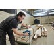 Bosch GST 12V-70 Professional power jigsaw 2800 spm 1.5 kg