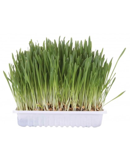 TRIXIE 4235 dog / cat treat 100 g