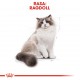 Royal Canin FBN Ragdoll Adult dry cat food 2 kg