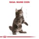 ROYAL CANIN Maine Coon Kitten - dry cat food - 2 kg